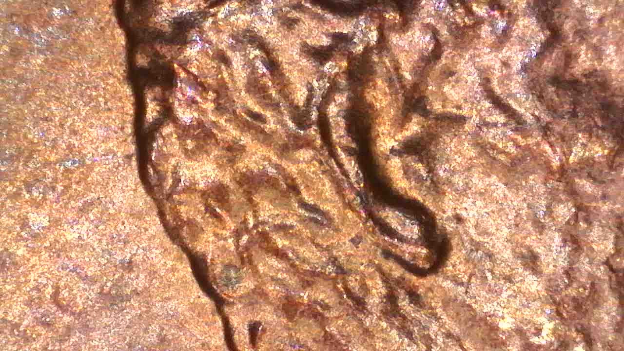 1988-D-Lincoln-Cent-With-Doubled-Ear?
