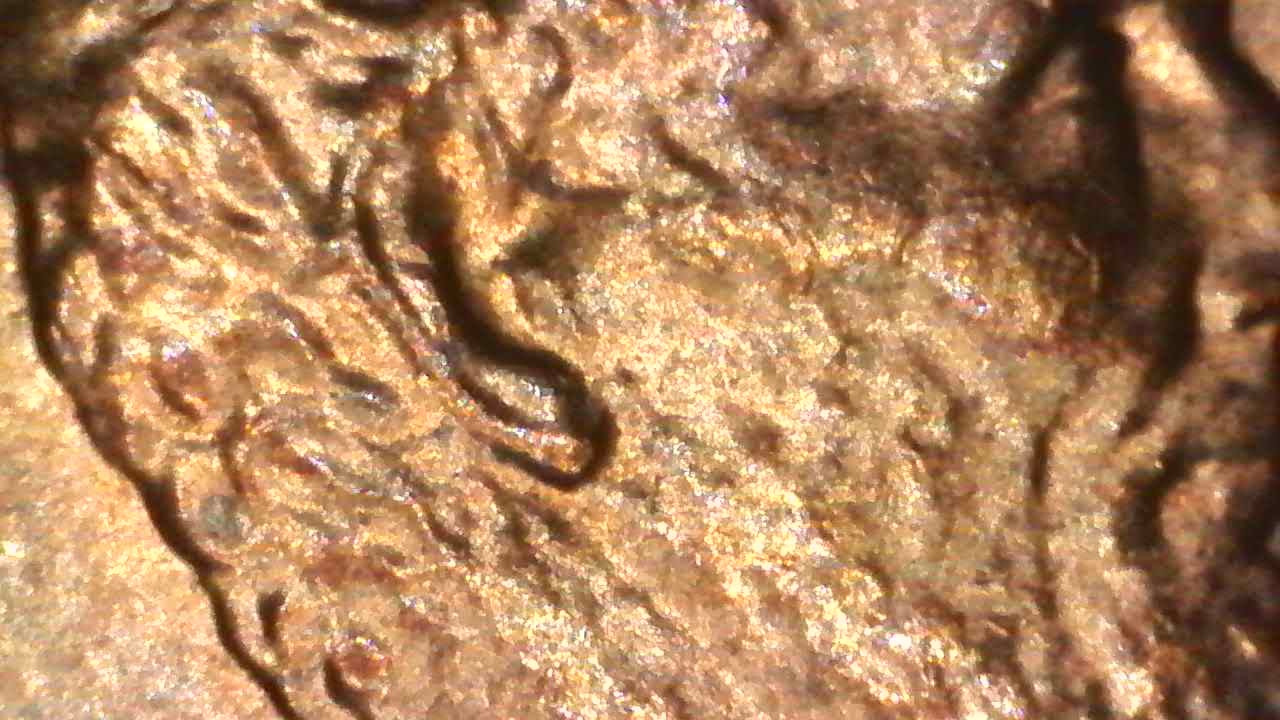 1988-D-Lincoln-Cent-With-Doubled-Ear?