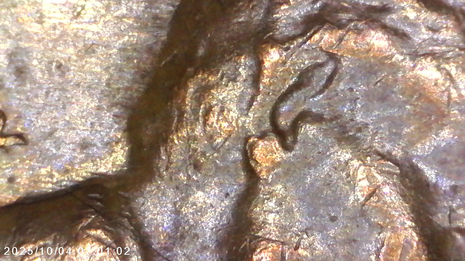 Is-This-1968-D-Penny-What-You-Call-A-Double-Strike-Or-Ghosting-Error