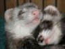 Ferret Lord's Avatar