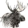 NuMoosematist's Avatar