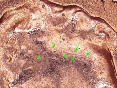 1957---Lincoln-Cent-Wheat---RD-With-BIE-&-Cracked-Skull