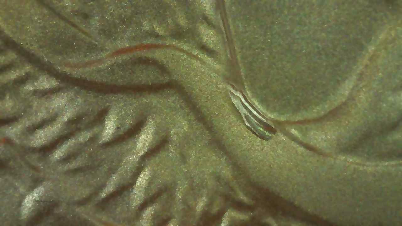 2010-Silver-Eagle-Early-Release-->-Gouge-On-REV-By-Right-Shoulder