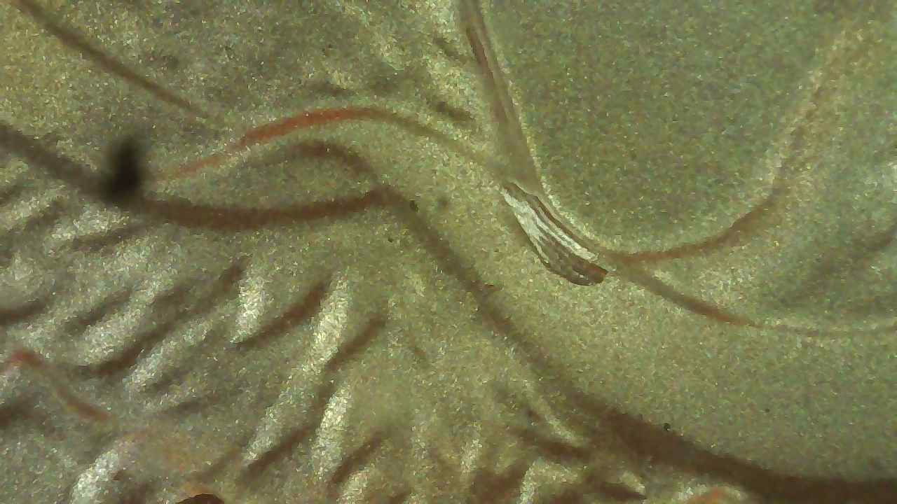 2010-Silver-Eagle-Early-Release-->-Gouge-On-REV-By-Right-Shoulder