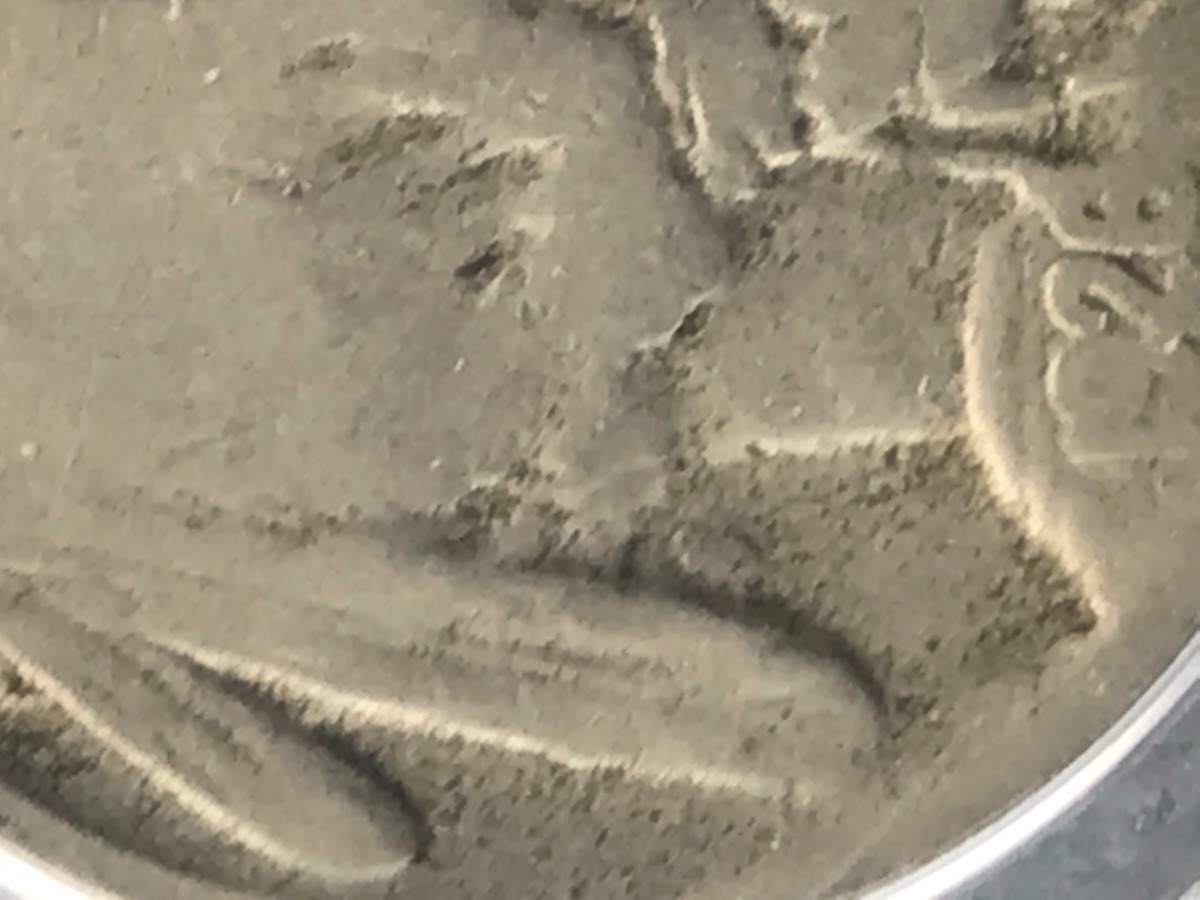 Possible-1926-D-Buffalo-Nickel-2-Feather