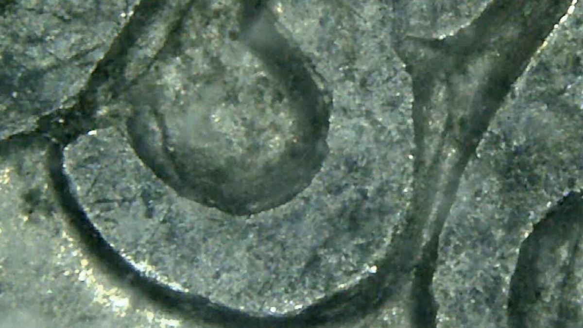 1936-5c-Buffalo-Nickel-DDO-Opinions