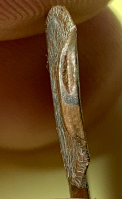 Is-This-A-Genuine-Double-Struck-1988-Lincoln-Cent?