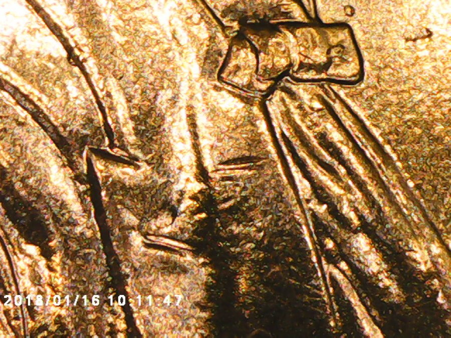 2009-D-Lincoln-Penny-Extra-Button-Hole?