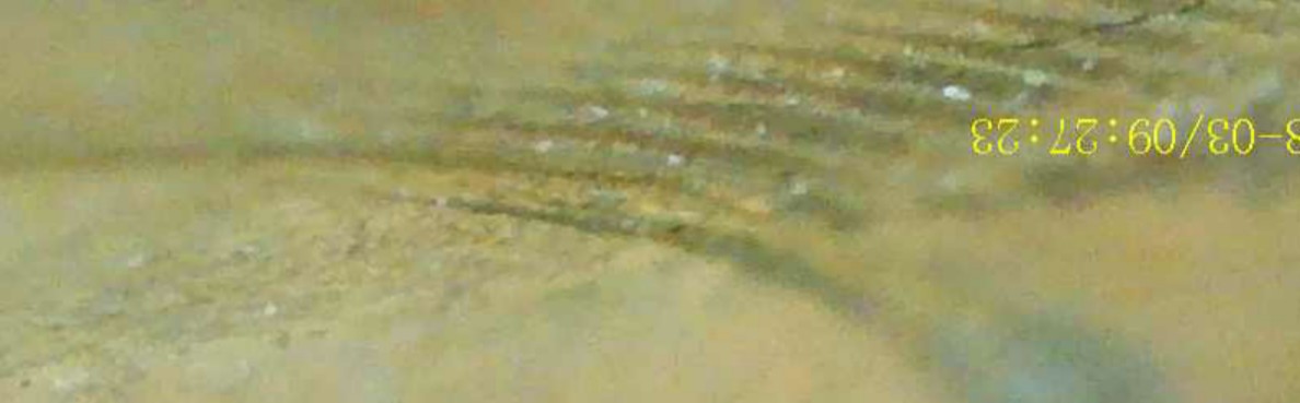1945-DDR-Penny-Extra-Wheat-Stalks?