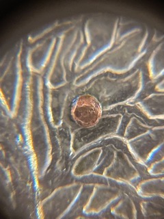 What-Is-This-Raised-Spot-Of-Copper-On-Tree?-1999-Connecticut-Quarter