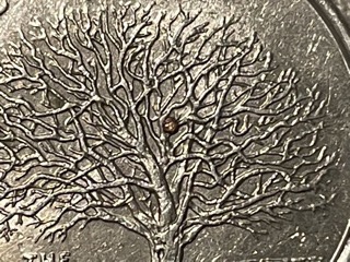 What-Is-This-Raised-Spot-Of-Copper-On-Tree?-1999-Connecticut-Quarter