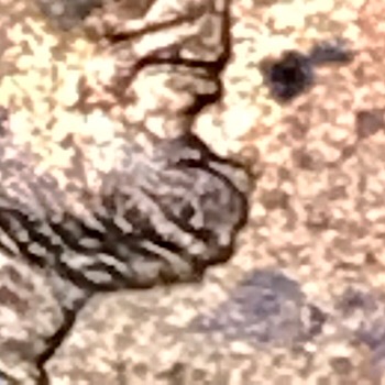 1992-LMC-Possible-DDO-?
