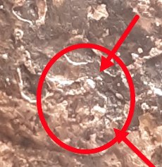 1983-D-Over-D-Possible-Double-DenominationalHeat-Damage-Outside-Of-Mint