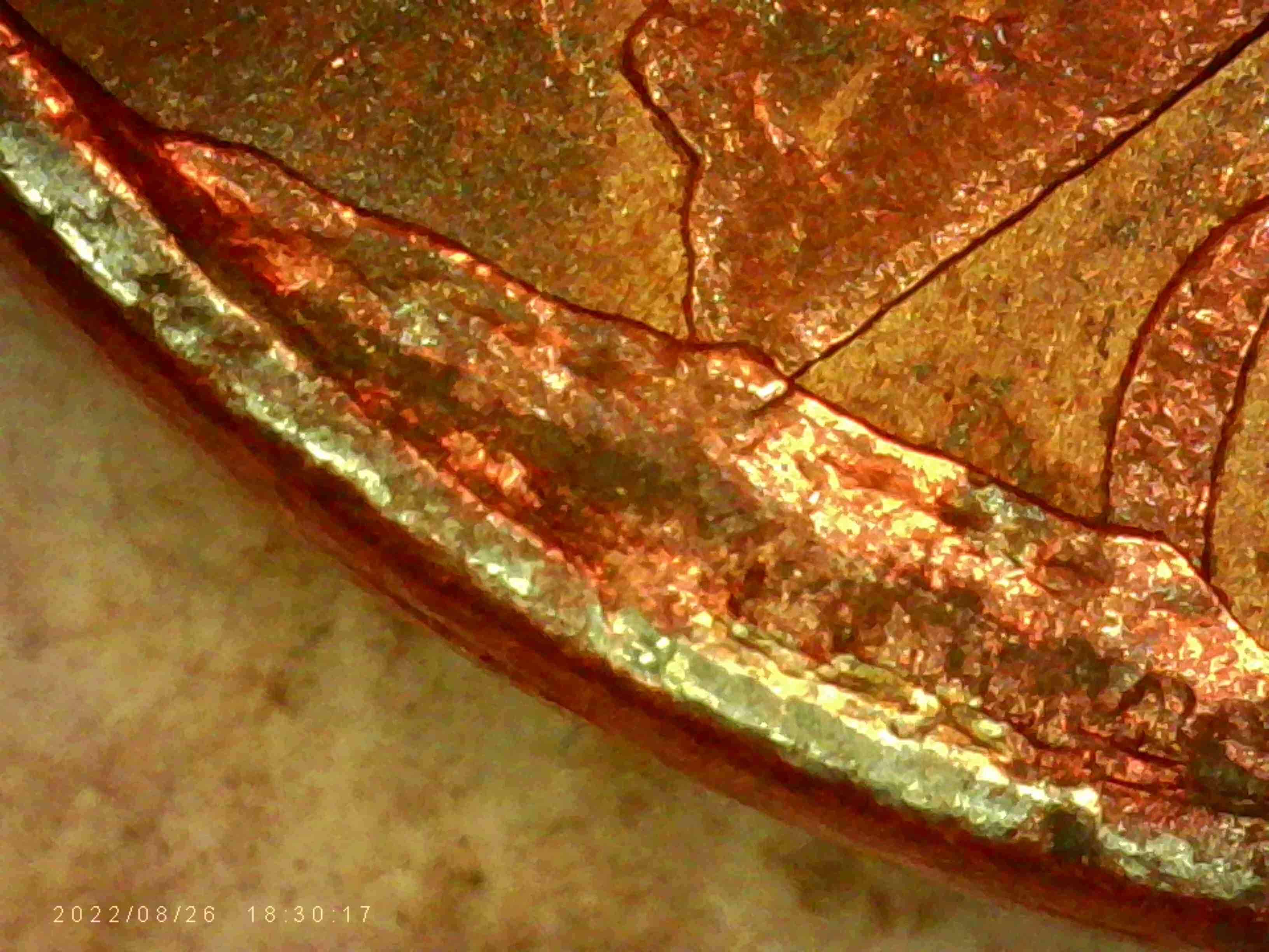 1989-L.m.c.is-This-Die-Brake-Or-What?-Dim.17.-MM-2.5-G