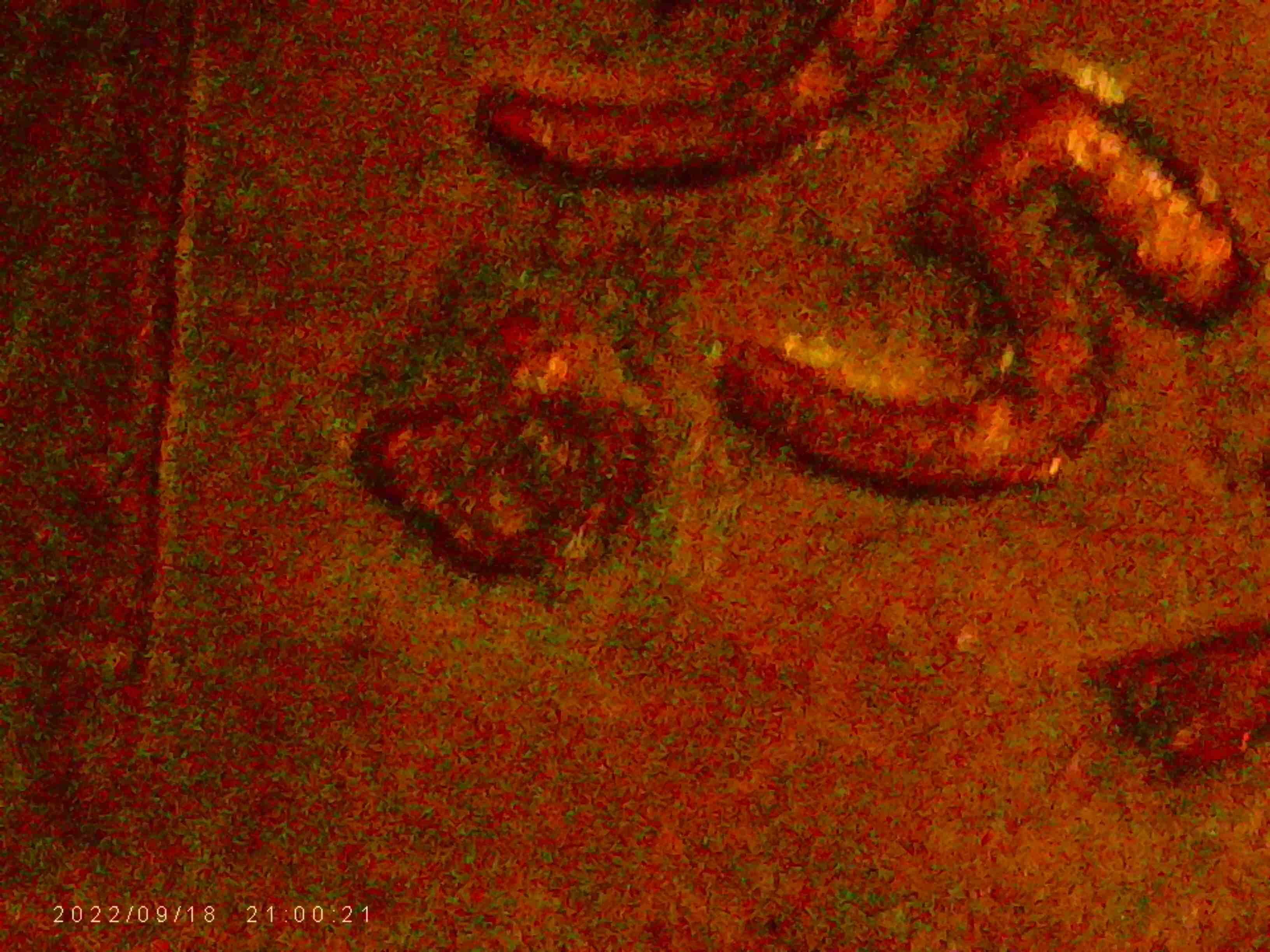 1957-D.-Is-This-RPM-And-OMM-It-Looks-Like-There-Is-S.-Under-The-D-Double-On-Ears?