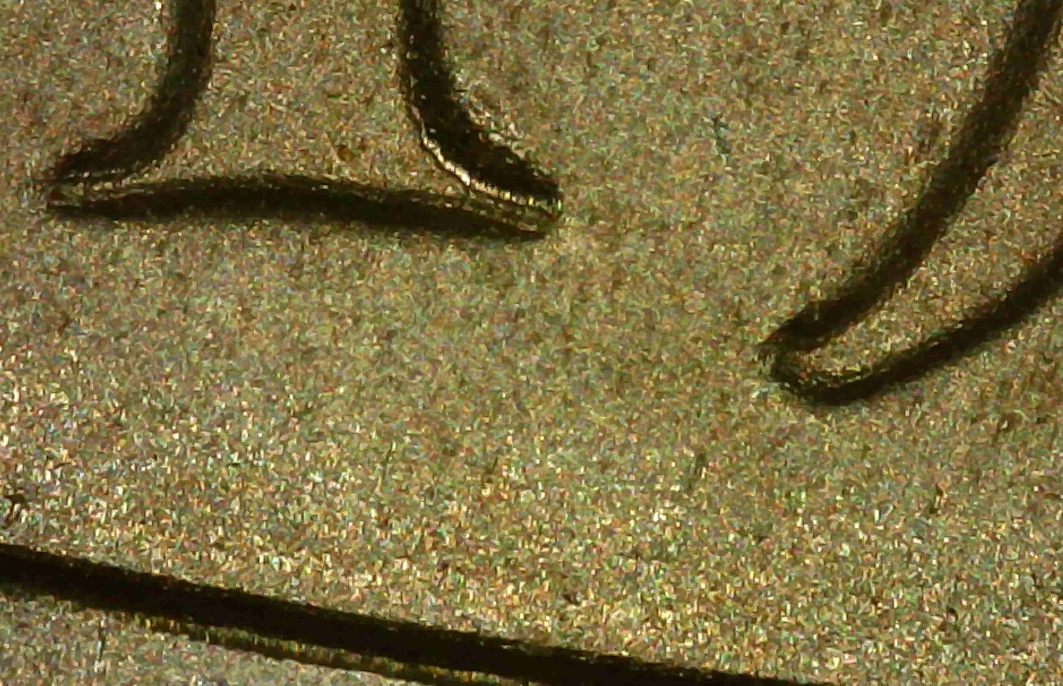 1986-Liberty-Silver-Dollar---Possible-DDO?
