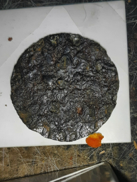Dog-Found-Continental-Dollar