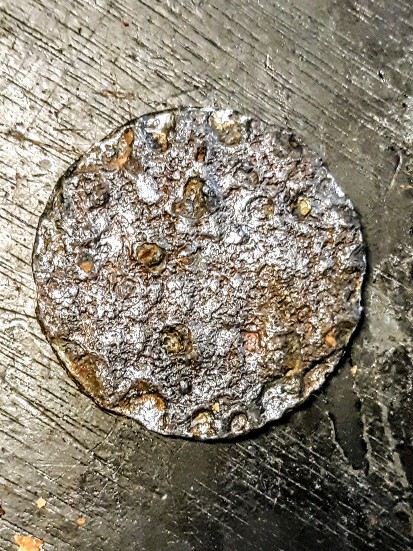 Dog-Found-Continental-Dollar