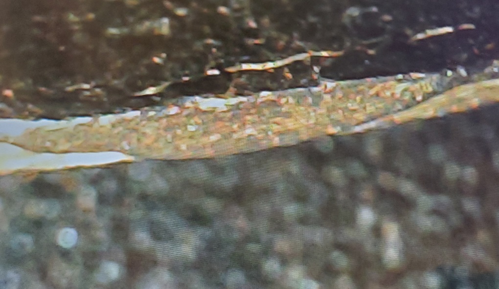 Jefferson-Nickel-Circling-Back-On-This.-With-More-Detailed-Pics
