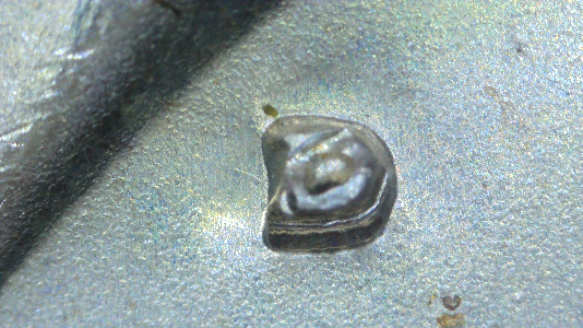 1968-D-Kennedy-Half-Dollar-With-MD-And-Something-Else.