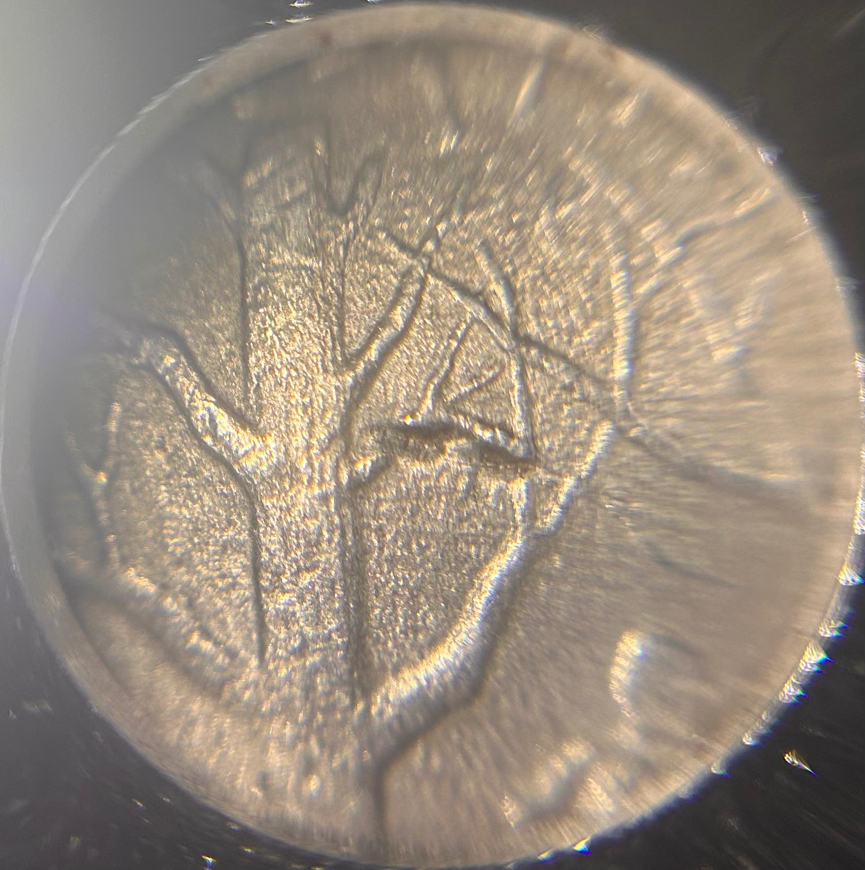 2001-Vermont-State-Quarter.-Possible-Annealing-Issue?