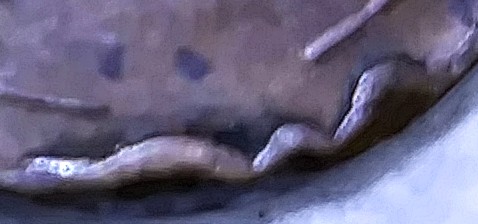 Need-Help-Finding-Value-Of-1938-Wheat-Penny-With-Squiggly-Rim-On-Rev