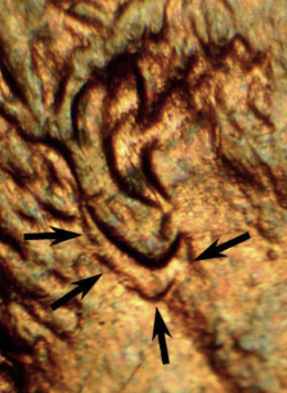 Is-This-Tge-Second-1988-Lincoln-Penny-Double-Ear