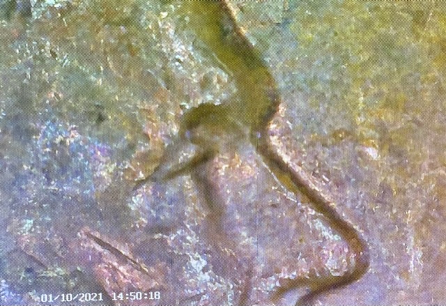 1989-Lincoln-Cent-With-Errors
