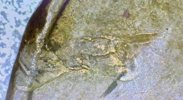 1970-D-Lincoln-Cent-Rim-Errors