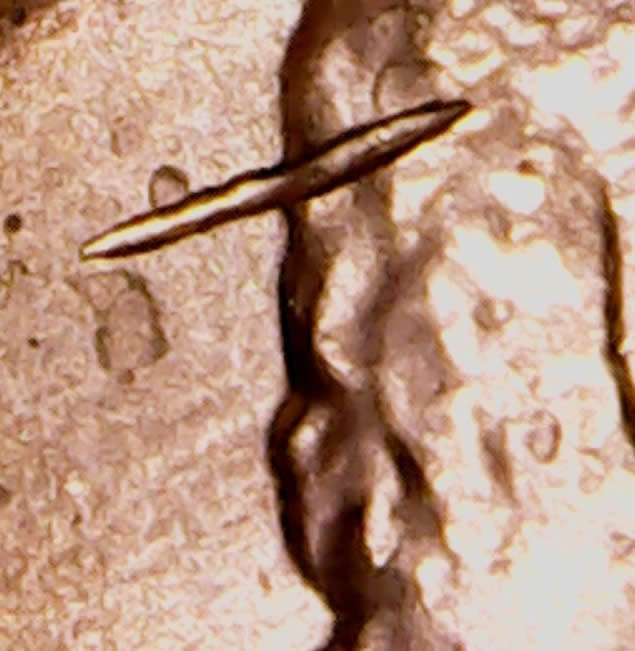 2011-LSC-Struck-Through-Or-PMD