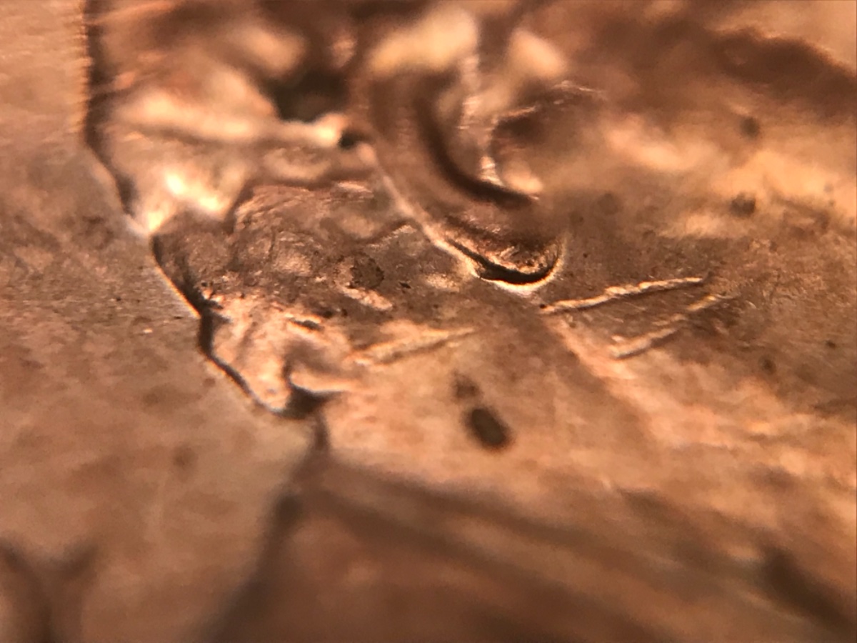 2019-D-LSC--New-Doubled-Ear-Discovery!-Crh