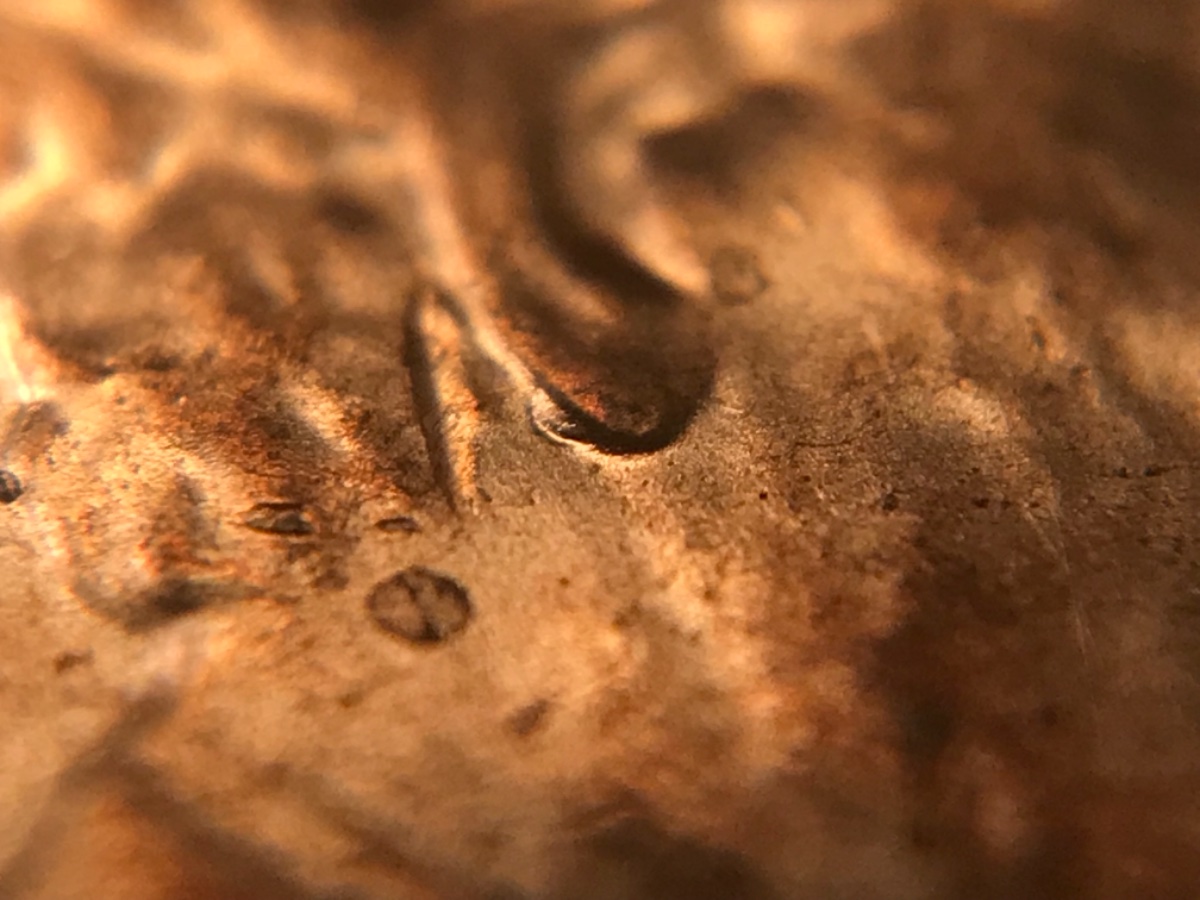 2019-D-LSC--New-Doubled-Ear-Discovery!-Crh