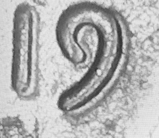 Doubled-Die?-Pls-Help!-DDO-&-DDR--2019-D-Lincoln-Shield-Cent