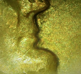 Is-This-A-Doubled-Die-Or-Machine-Doubling?-1964-D-Memorial-Cent