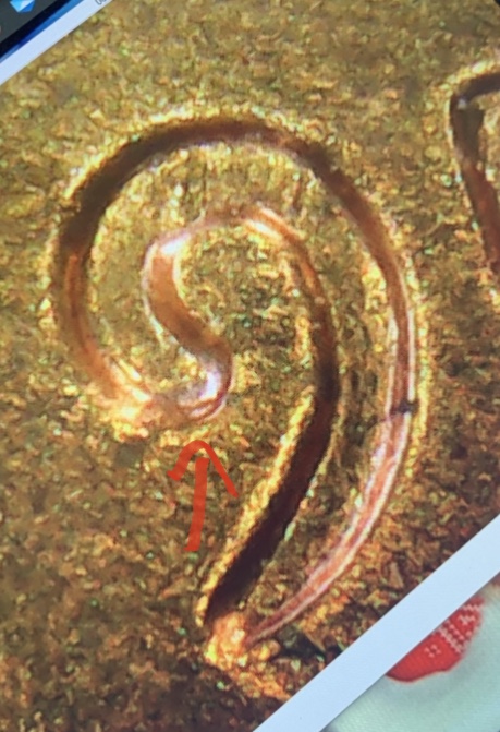 1957-Lincoln-Wheat-Cent---Is-This-A-DDO-In-The-Date?
