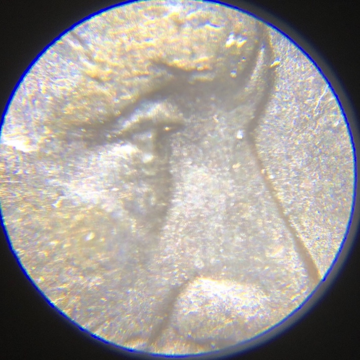 Is-This-A-Double-Eye-On-My-1994-D-LMC?