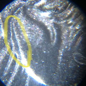 Double-Ear-2020-Denver-Jefferson-Nickel?