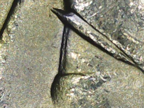 1887-P-Cherry-Pick;-Alligator-Eye