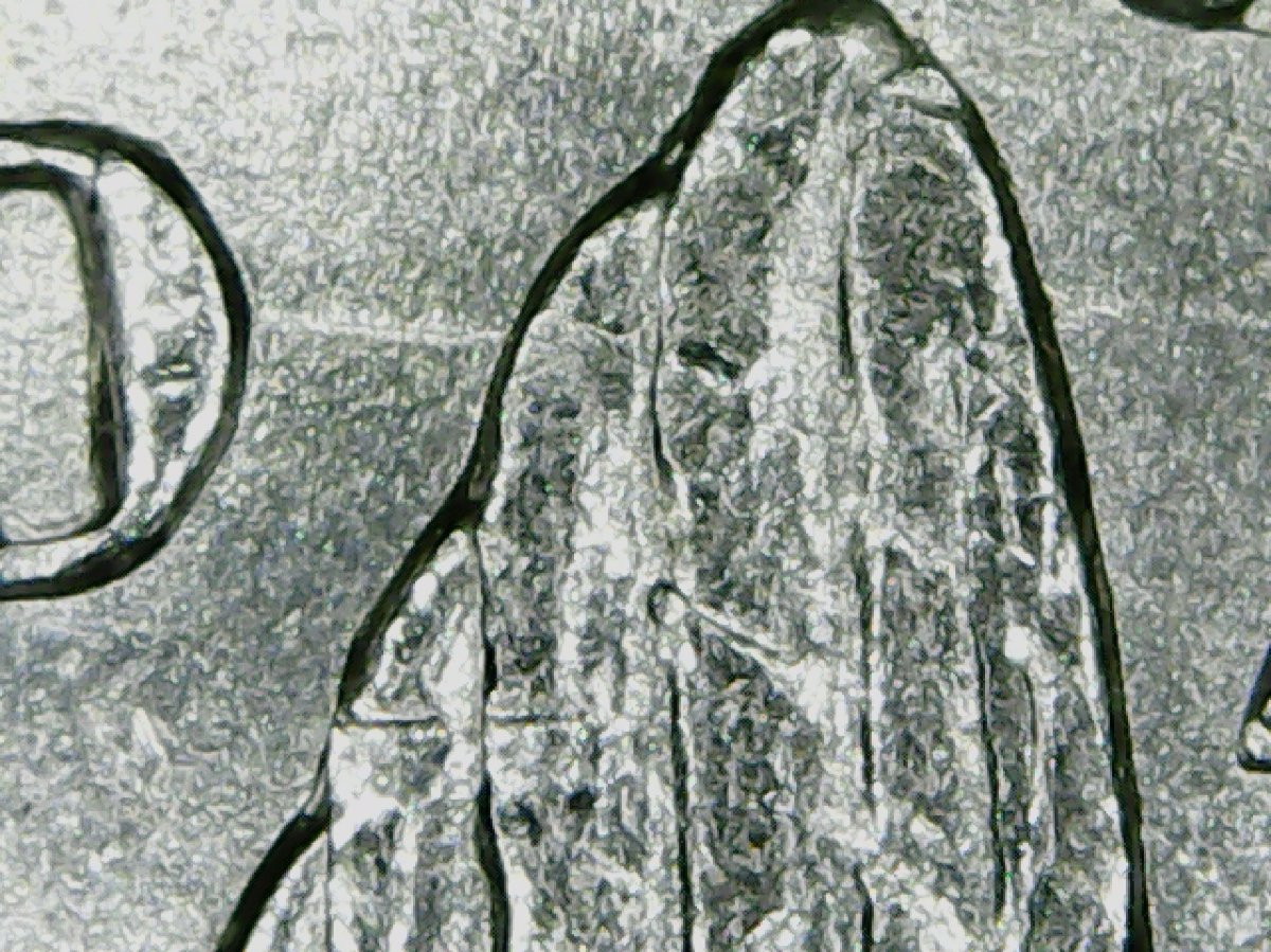 1900-O-Morgan-Dollar.--Can-Anyone-Help-With-What-VAM-This-Is?