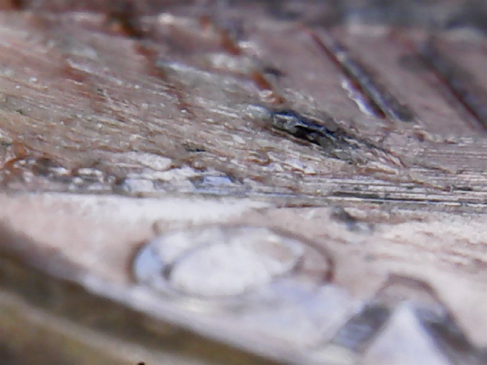Extra-Copper-On-This-2004-P-LMC?