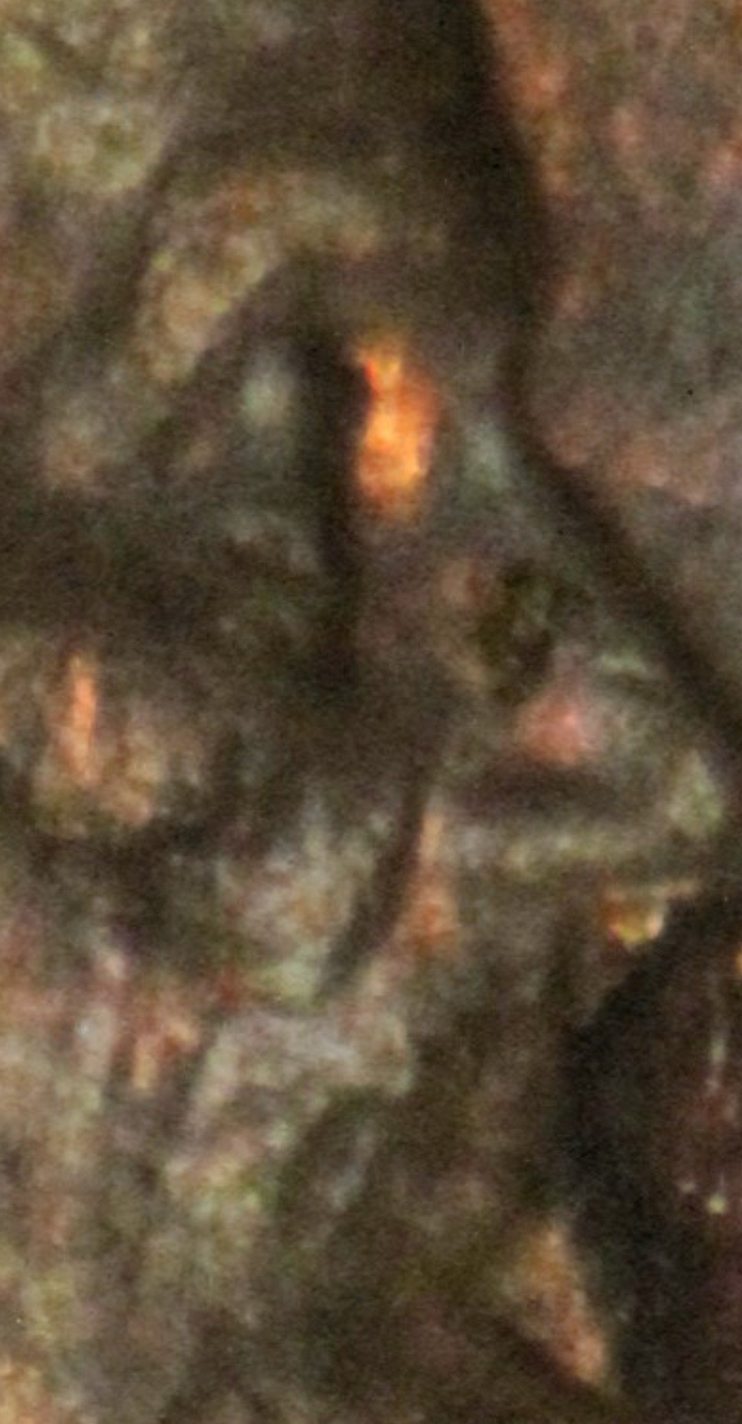 1969-D-Cent-Maybe-DDO?