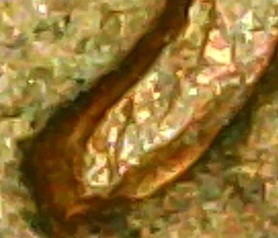 Not-Sure-1965-1c-?