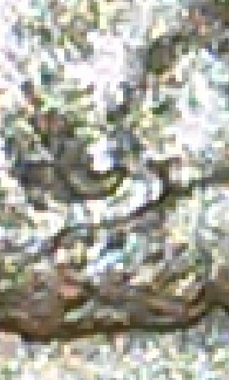 Is-This-A-Double-Ear-1984-Penny?