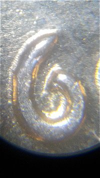 Possible-1960-D-Small-Over-Large-Date?