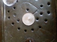 2000-New-Hampshire-Quarter-Error.-No-Rim..