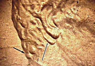 1980-D-Lincoln-Cent-Weird-Ear