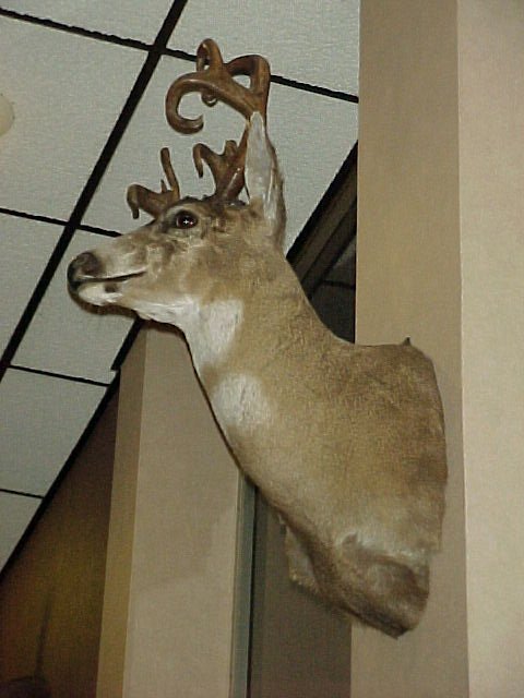 Deer,-OH-Deer,-OH-Deer!