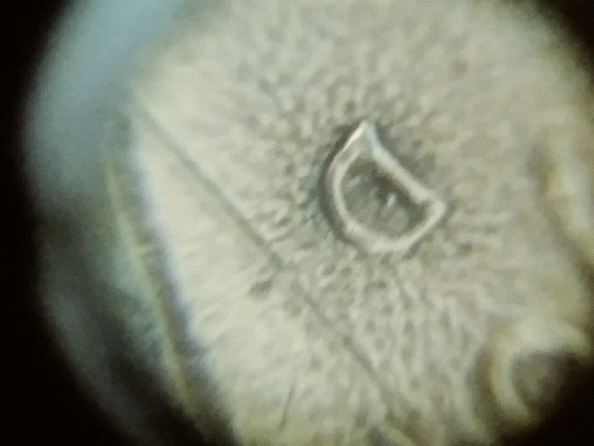 1987-D/D-1c-RPM-FS-501-RD?