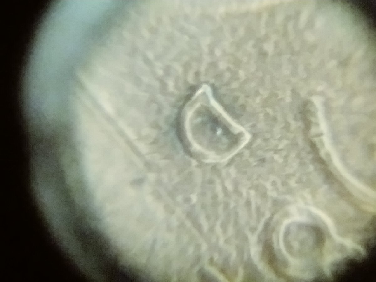 1987-D/D-1c-RPM-FS-501-RD?