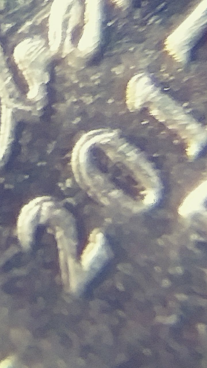 2017-D-Jefferson-Nickel-DDO?